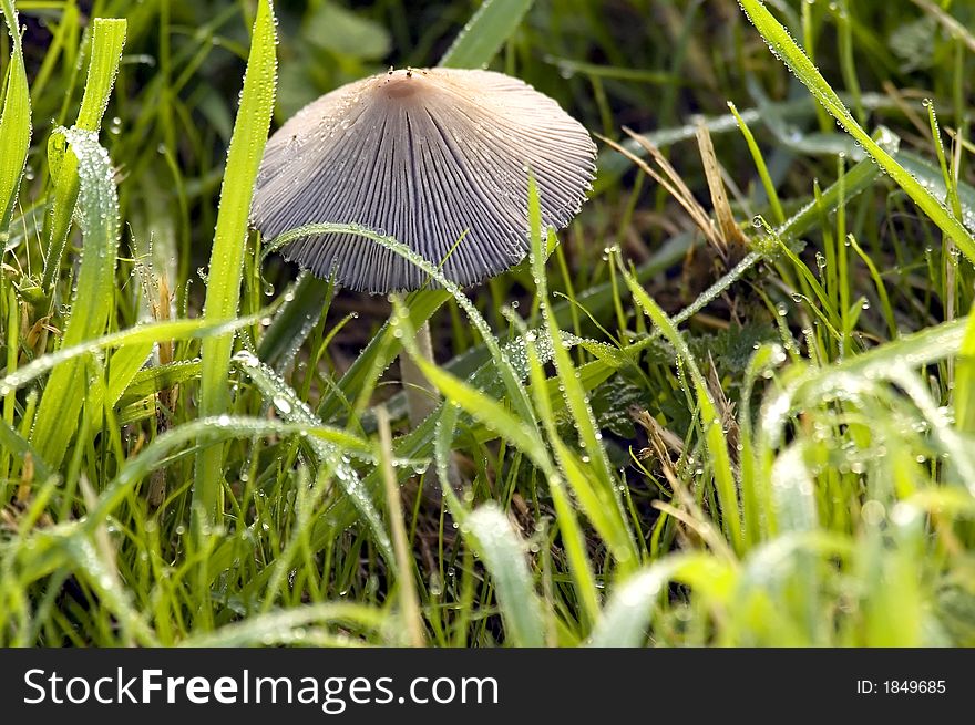 A mushroom in grass with droplets on