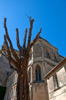 A Tree After The Pruning Stock Images A Tree After The Pruning Stock Images
