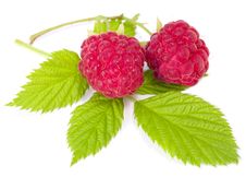 Branch Of Two Ripe Raspberries Stock Image