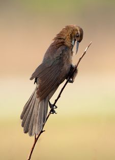 Boat-Tailed Grackle Stock Photo