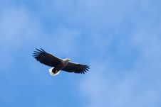 White Tailed Eagle In Flight Royalty Free Stock Images