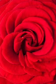 Dark Red Rose Stock Photography