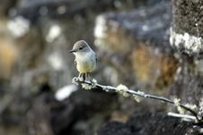 Galapagos Bird Royalty Free Stock Photography
