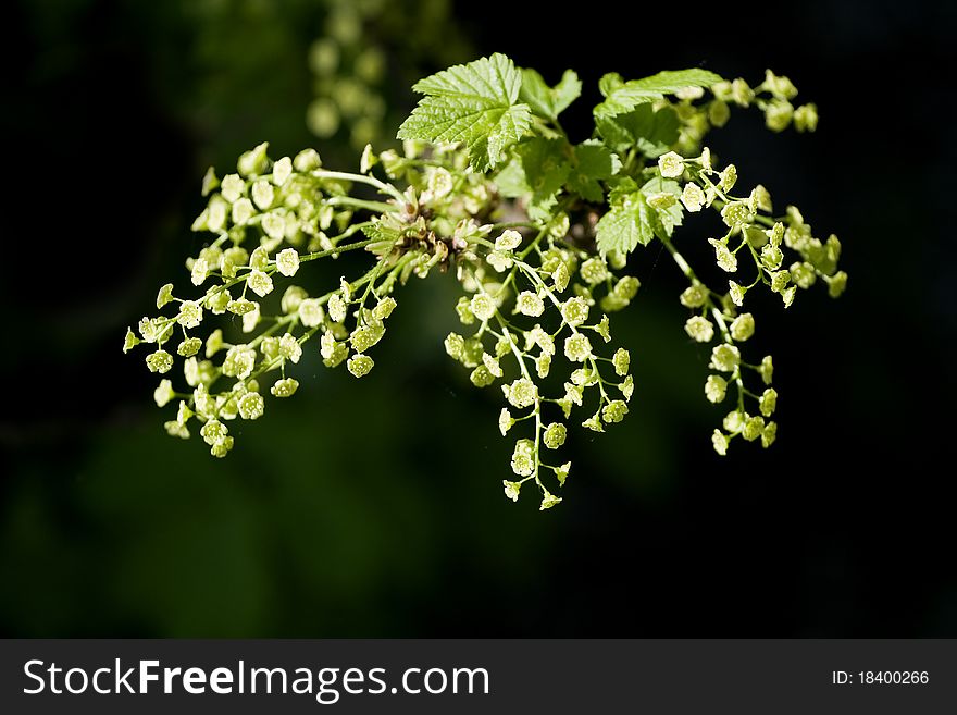 Flowering currant in the spring over black background. Flowering currant in the spring over black background