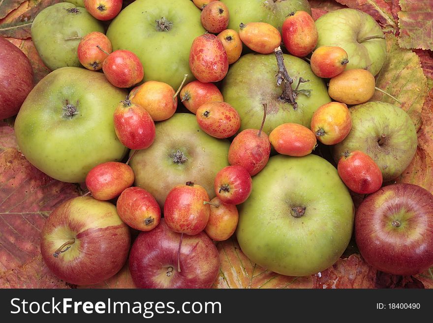Freshly picked ripe  apples mix. Freshly picked ripe  apples mix