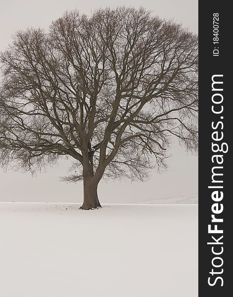 Winter tree landscape covered in snow