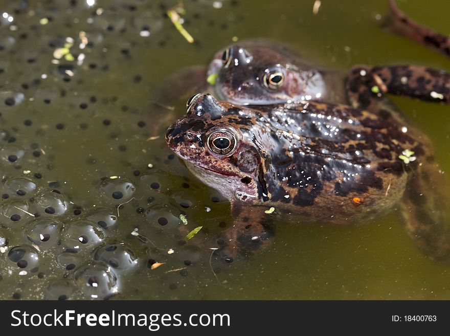 Common Frog Closeup In Pond