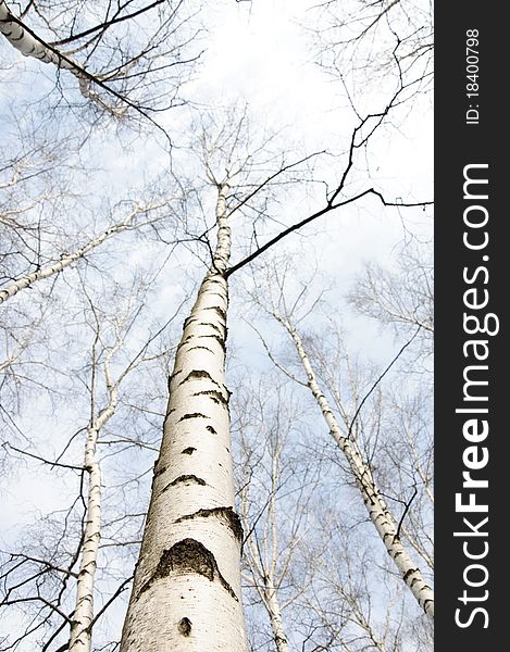 Early Spring In A Birch Forest