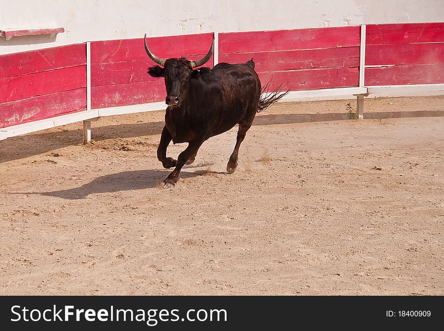 In the arena,a young bull looks like dance. In the arena,a young bull looks like dance