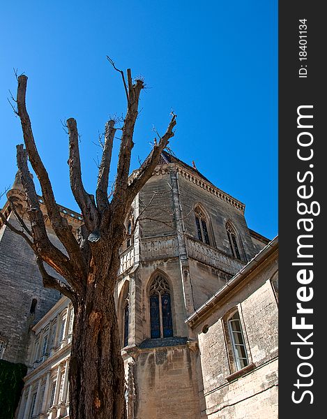 In the courtyard of an ancient palace,a pruned tree wait for the springtime. In the courtyard of an ancient palace,a pruned tree wait for the springtime