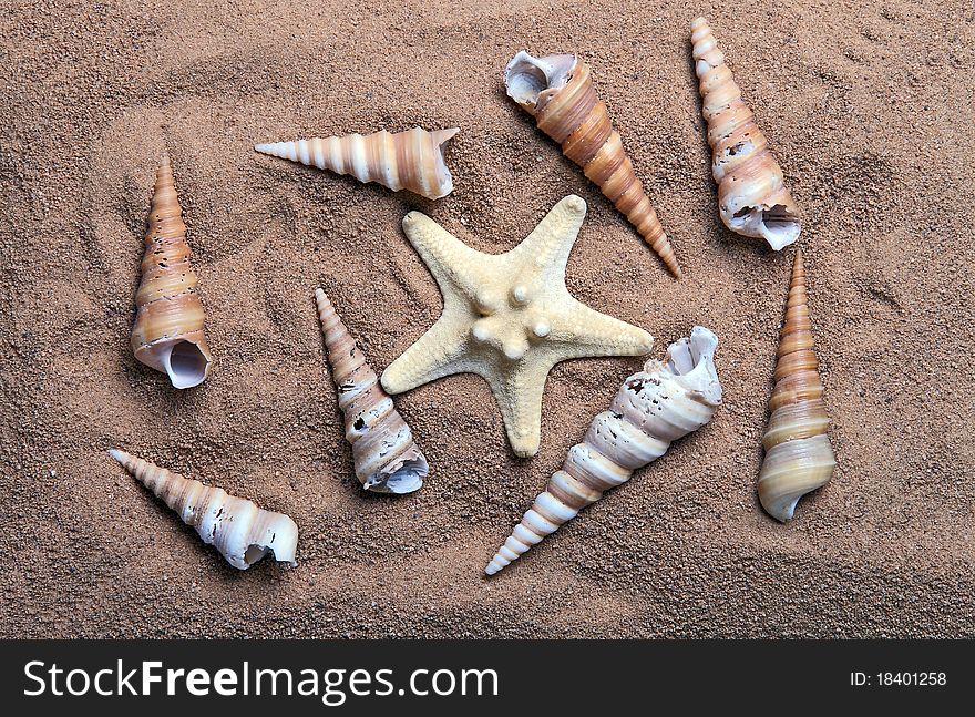 Seashells on the sand, closeup