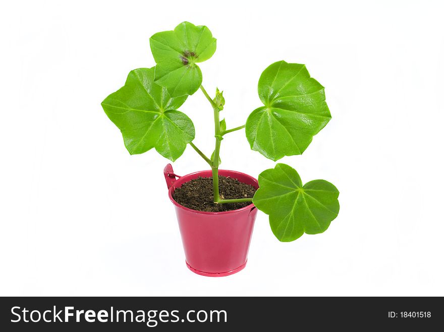 Young flower plant in small pink pot  isolated on white background