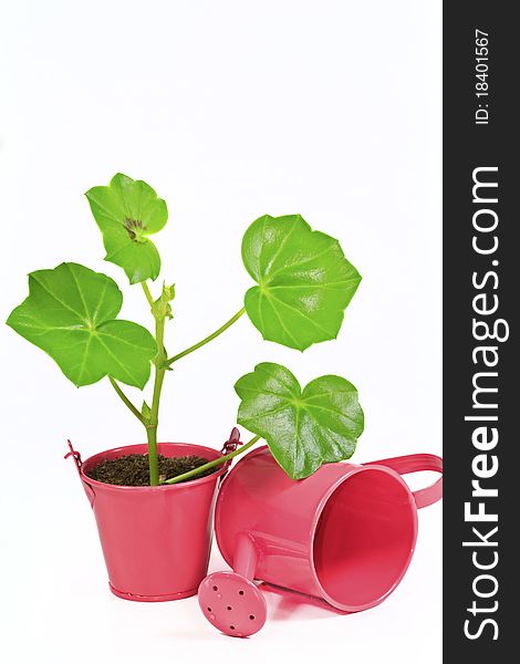 Young flower plant in small pink pot isolated on white background