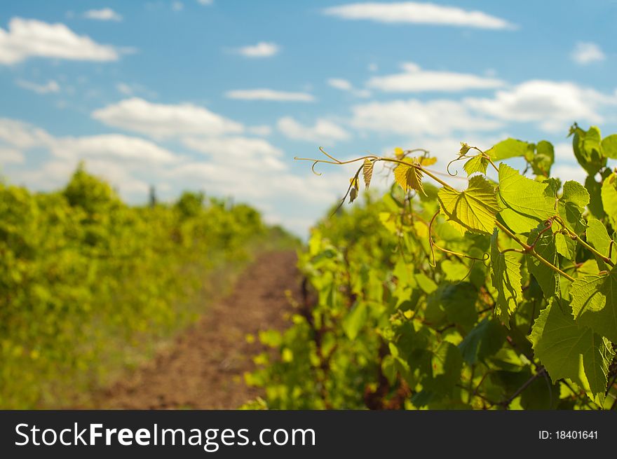 Young Grapevine Leaves