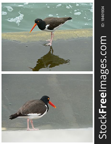 Two photos of american oystercathers. wading sea birds with bright orange bills and yellow eyes. Two photos of american oystercathers. wading sea birds with bright orange bills and yellow eyes