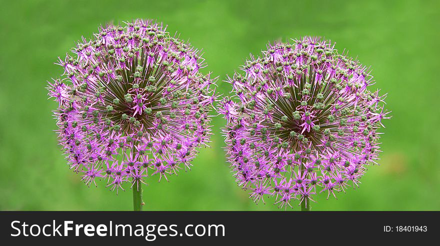 Two Purple blooming onions on a blur green background. Two Purple blooming onions on a blur green background