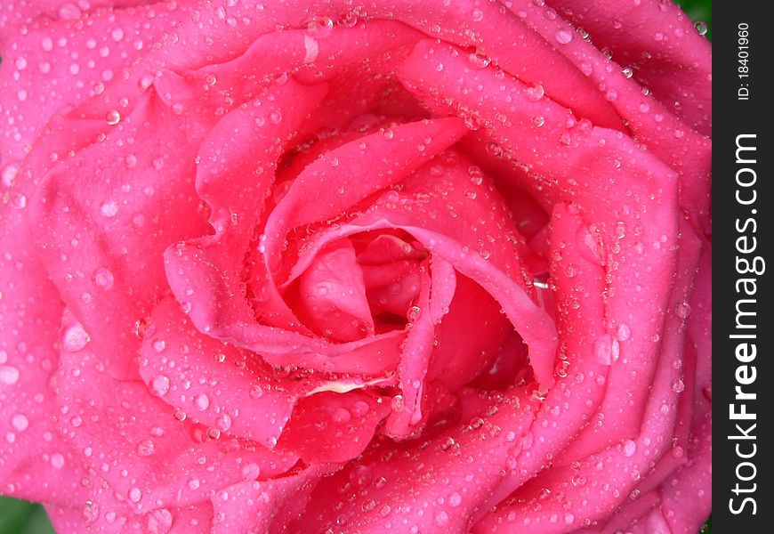 Full frame pink rose coated with dew drops. Full frame pink rose coated with dew drops