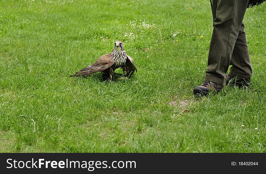 Falcon standing on the ground,wings spread,Burg  Regenstein,Harz,Germany. Falcon standing on the ground,wings spread,Burg  Regenstein,Harz,Germany.