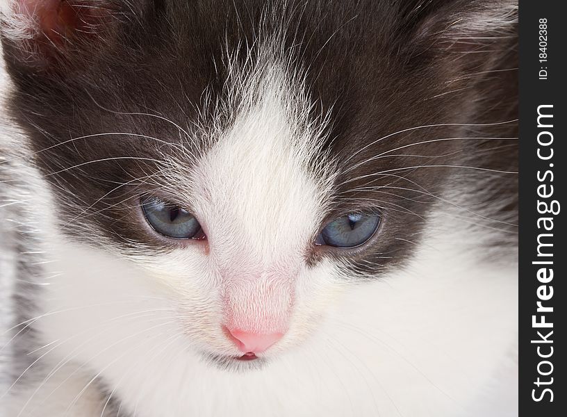 Close-up black-white kitten's muzzle
