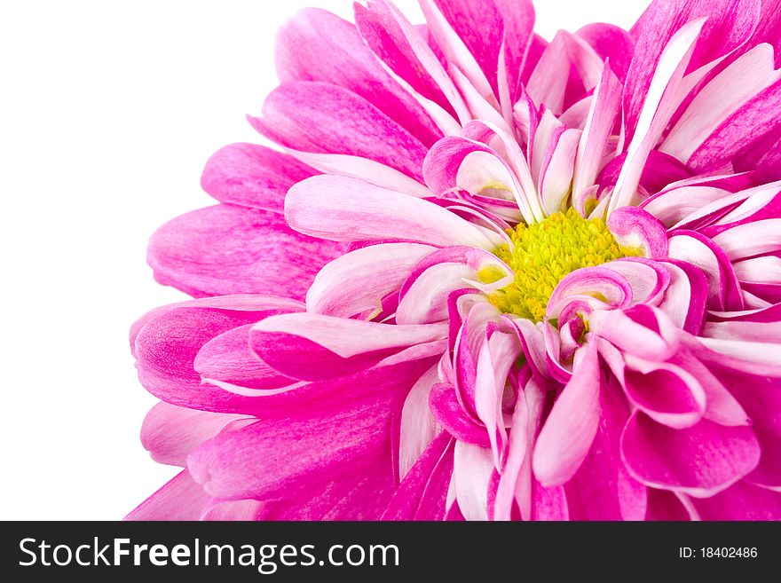 Pink Chrysanthemum Flower