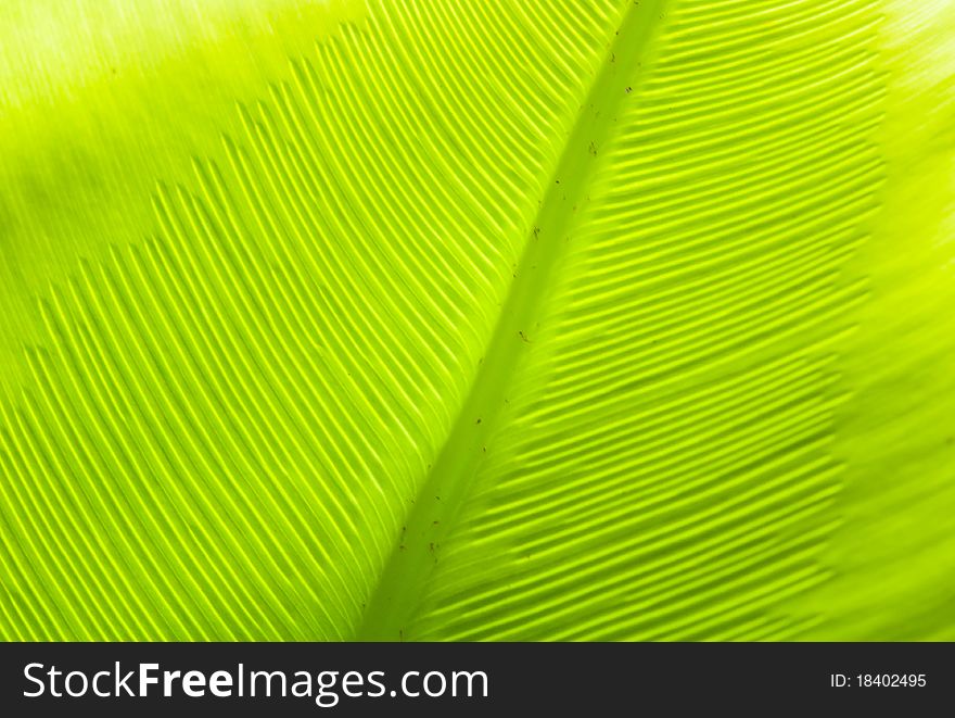 Green plant leave for background. Green plant leave for background