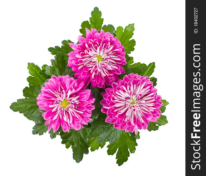 Close-up pink chrysanthemum flowers, isolated on white