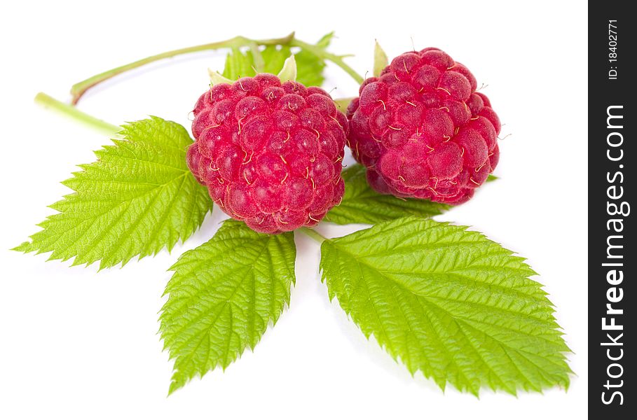Branch of two ripe raspberries with leaves, isolated on white