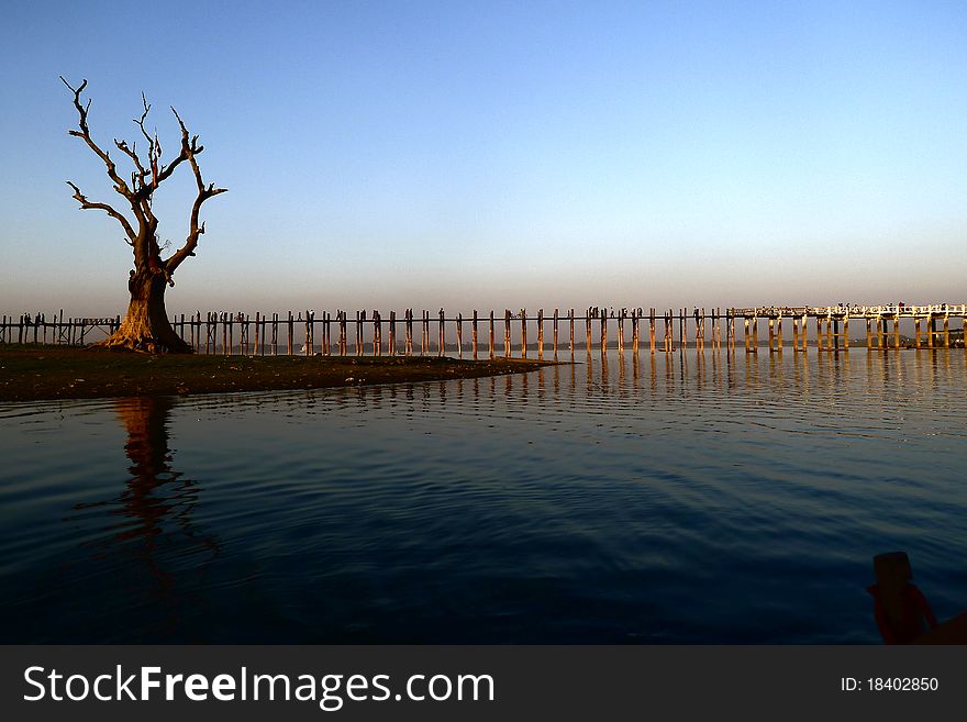 Landscape of wooden bridge and dead tree