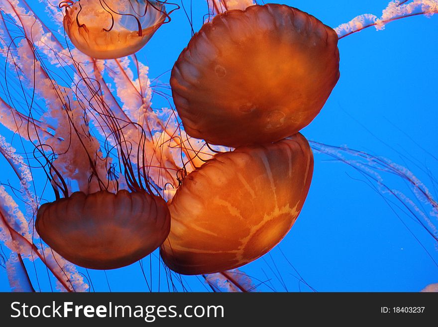Jellyfish floating in a tank at the Monterey Aquarium. Jellyfish floating in a tank at the Monterey Aquarium