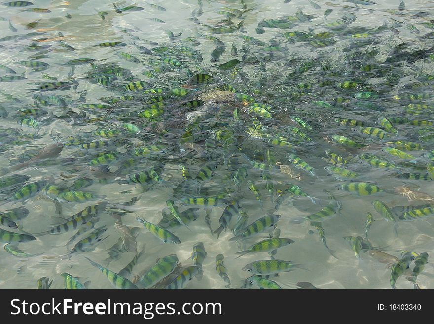 A many fishes in the sea.