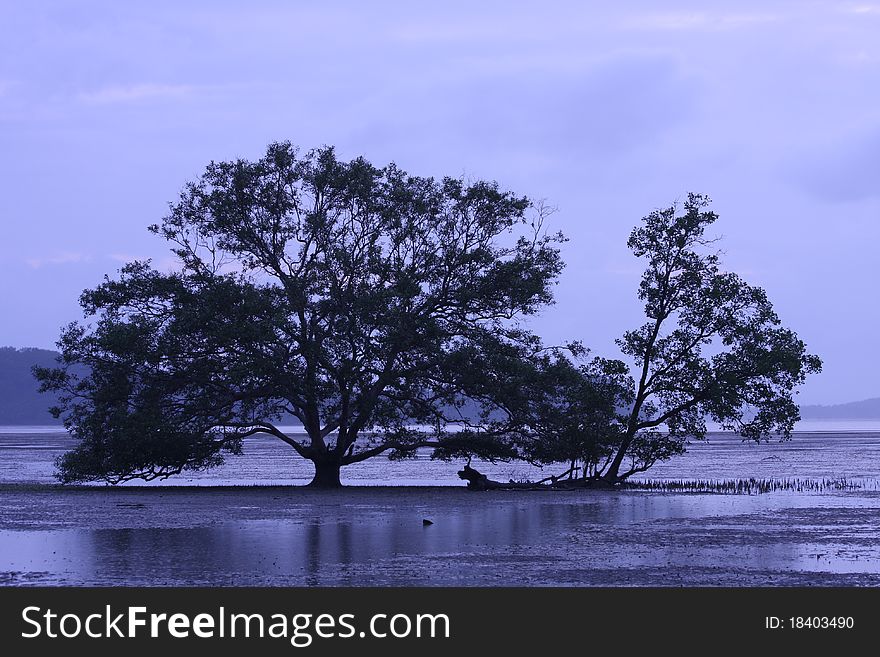 Art of the tree among river.