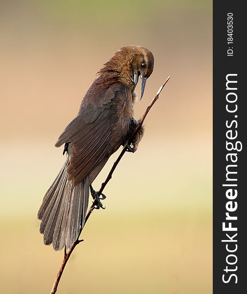 Boat-tailed grackle on branch preening on plain brown background