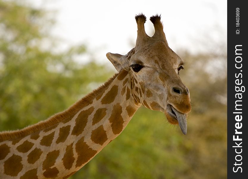 Cute giraffe shows its tongue. Cute giraffe shows its tongue