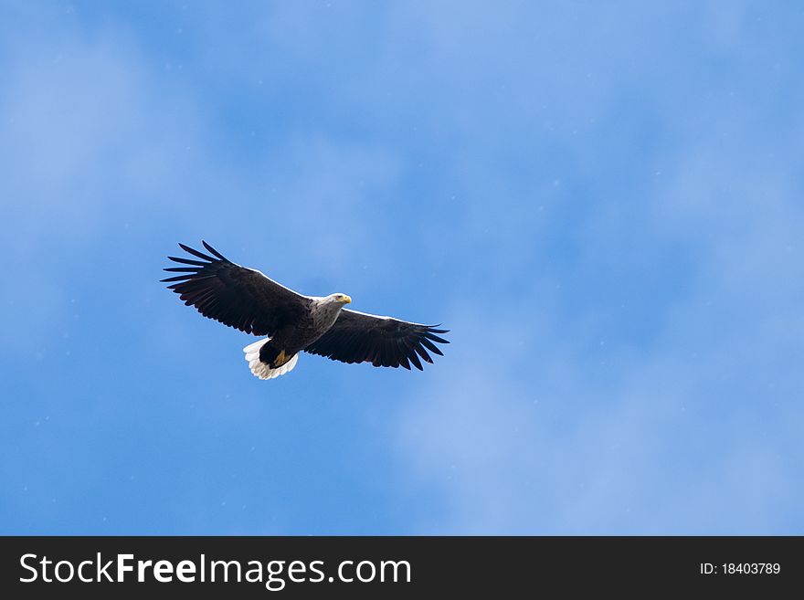 White Tailed Eagle in flight on blue sky