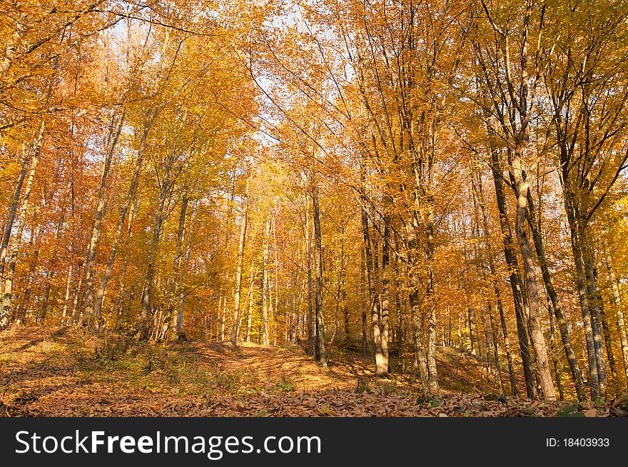 Beautiful Landscape in Autumn Forest