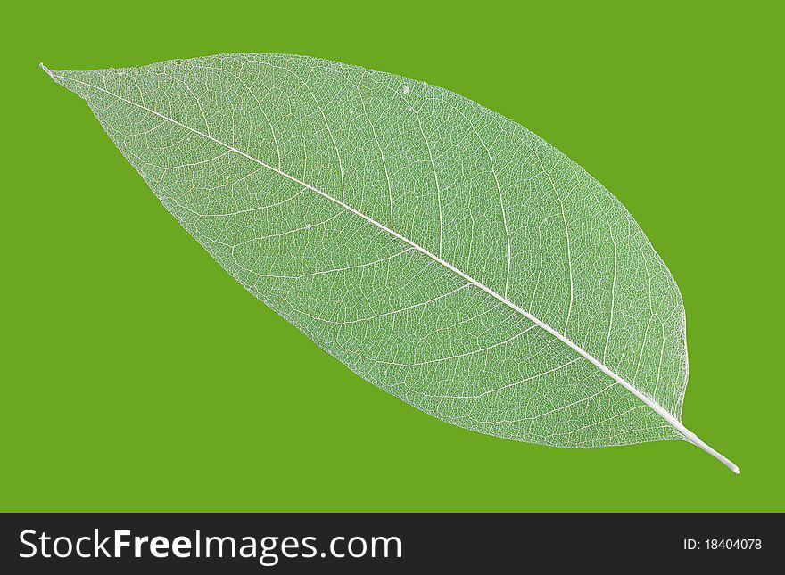 Leaf veins skeleton isolated on green