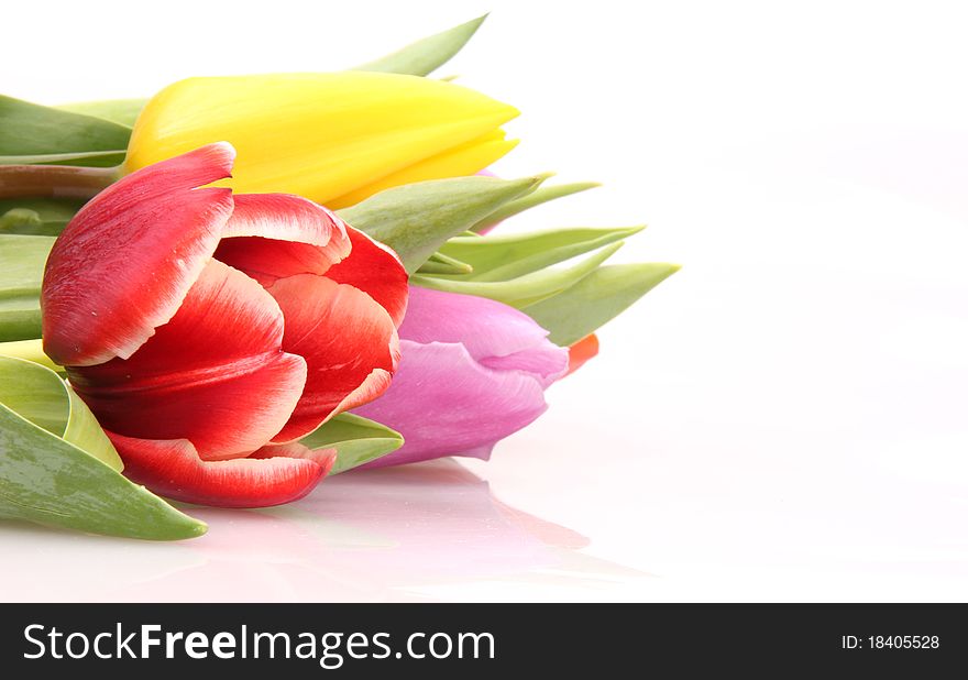 Fresh Spring flowers on white background. Fresh Spring flowers on white background