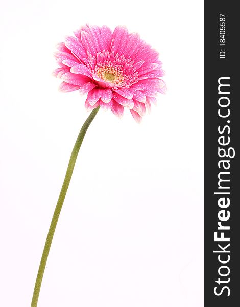 Fresh pink gerber flower blossom isolated on white background. Fresh pink gerber flower blossom isolated on white background