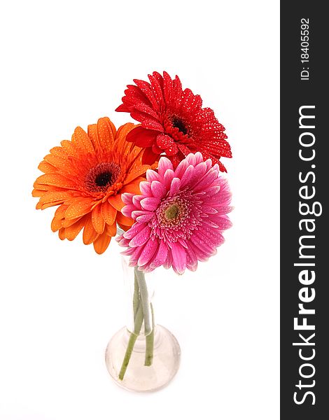 Fresh colored gerber flowers blossoms in vase isolated on white background. Fresh colored gerber flowers blossoms in vase isolated on white background