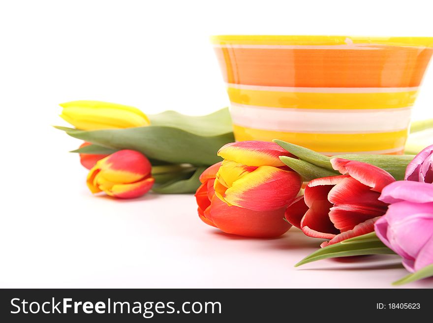 COlored blossoms of tulips isolated on white background. COlored blossoms of tulips isolated on white background