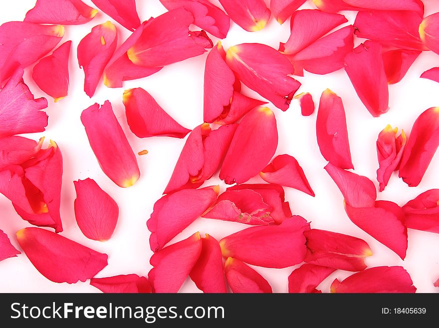 Fresh roses petals on white background