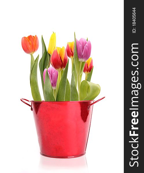COlored tulips in red pail, isolated on white background