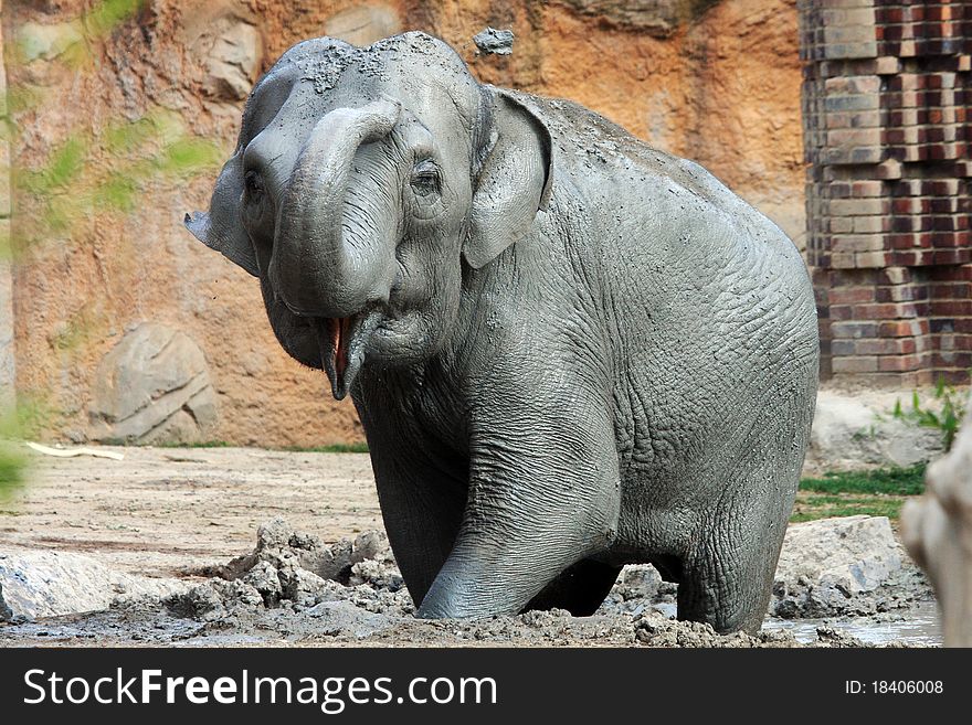 Elefant is playing with mud