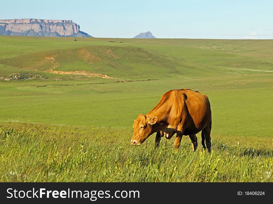 Cow in grasslands on a farm. with n mountain in the background