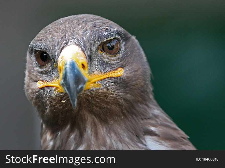 Portrait of a golden eagle