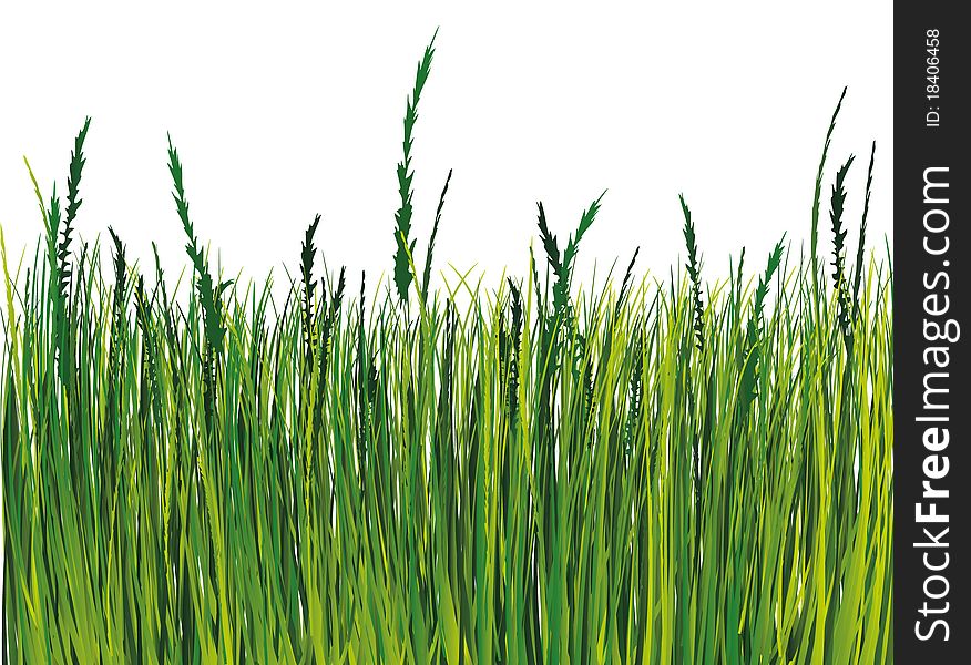 Grass. Vector illustration. Gradient only. Grass. Vector illustration. Gradient only