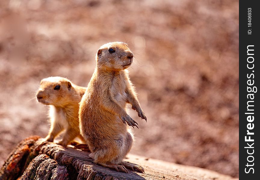 Two prairie dogs sitting on a log keeping a look out for predators