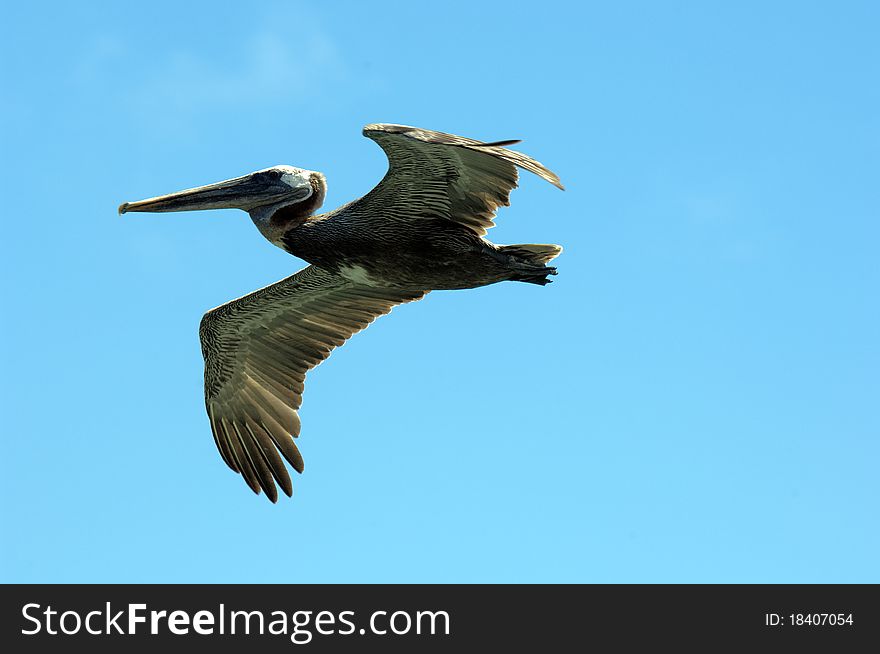 A pelican in flight at the galapagos islands. A pelican in flight at the galapagos islands