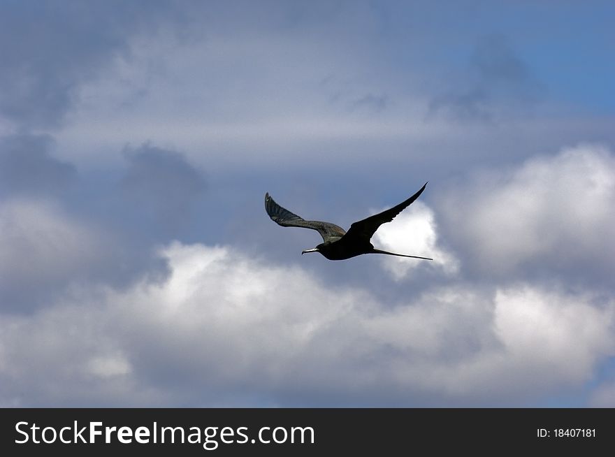 A frigate bird in flight at the galapagos islands. A frigate bird in flight at the galapagos islands