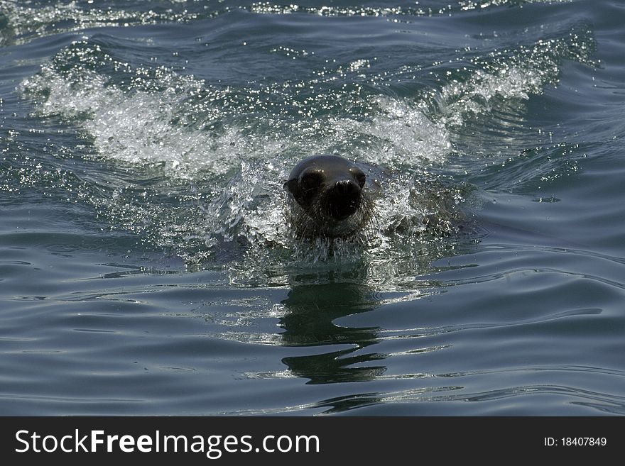 A sea lion at the galapagos islands. A sea lion at the galapagos islands